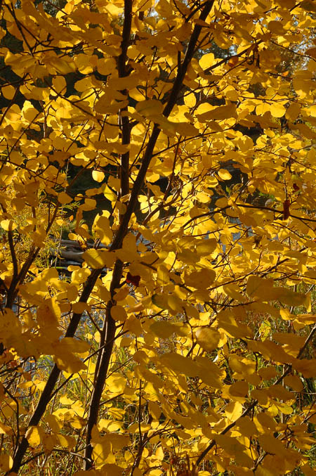 Autumn along the Gallatin River Near Bozeman, Montana