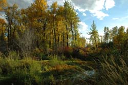 Autuman on the Gallatin River near Bozeman, Montana