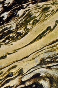 Bacteria Mat in Norris Geyser Basin in Yellowstone National Park