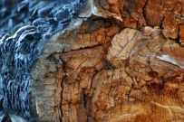 Burned Log in Yellowstone National Park